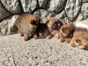 Pomeranian špic oranžovy šteňatá k odberu ihneď. - 3