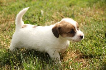 Jack Russell teriér s PP - 3