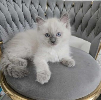 Ragdoll mačiatka blue lynx - 3