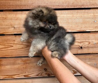 Pomeranian s PP FCI - 3