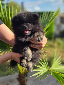 Pomeranian - 3