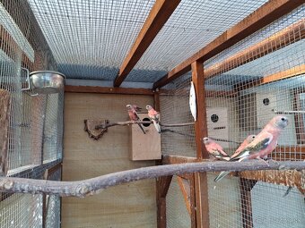 Neofema bourkova - 3