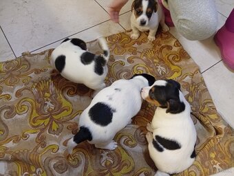 Jack Russell - 3