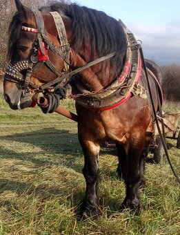 Predám-vymením Žrebca ovláda lesné práce - 3