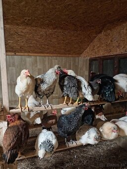 Predám kohútov - 3