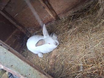 Zajace na predaj - 3