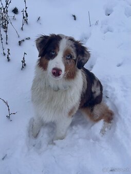 Austrálsky ovčiak s PP - 3