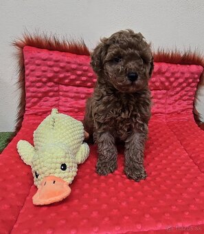 Šteniatka Pudlik, pudel toy - 3