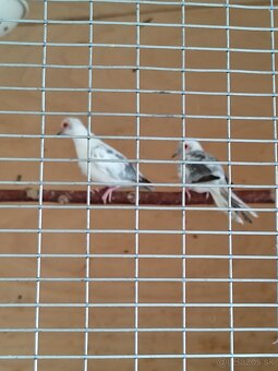 Holúbky diamantové - 3