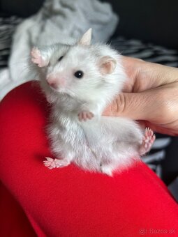 Škrečok sýrsky - 3