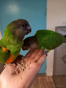 Predám Papagáj sivý - Žako, Papagáj senegalský - 3