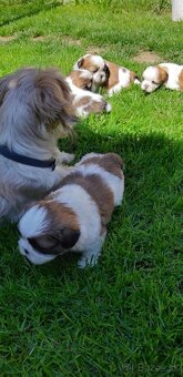 Shih-tzu - 3