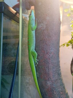 Phelsuma madagaskarska - 3