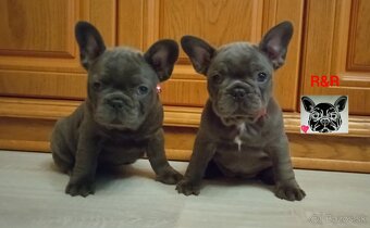 Francúzský buldoček modrý - French bulldog blue - 3