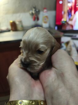 Predám anglických kokerspanielov zlatych - 3