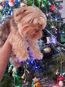 Jorkšír fenka Jablunkov ČR - 3