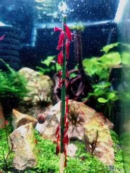 Lízatka pre krevetky - 3