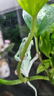 Chameleón jemeský - 3