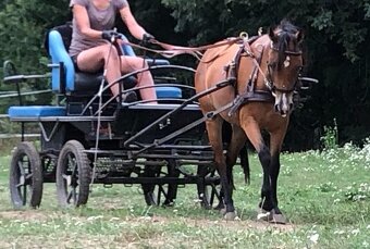 Welsh pony A - pára - 3