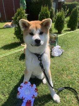 Akita inu s FCI rodokmeňom - plánovaný vrh - 3