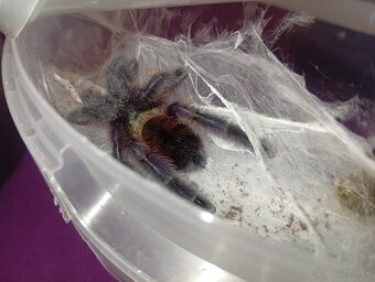 Caribena/Avicularia versicolor, tarantula, pavúk - 3