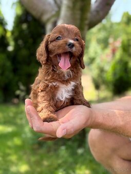 Cavapoo psik - 3