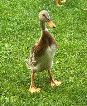 Indicky bezec - 3