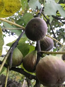 Predám FIGOVNÍK, figovníky Brown Turkey - 3