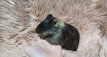 Morské prasiatka - Morčiatka- IHNEĎ K ODBERU - 3