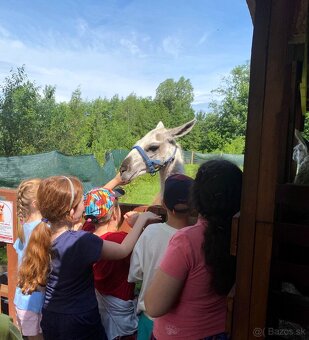 Lama krotká levně - 3