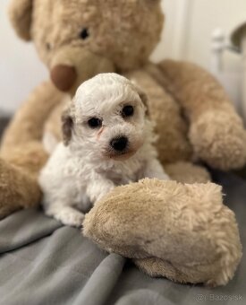 Trpaslíčí pudlik pudel - 3