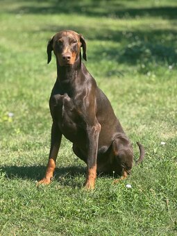 Doberman - 3