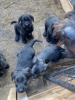 Bradáč veľký - šteniatka - 3