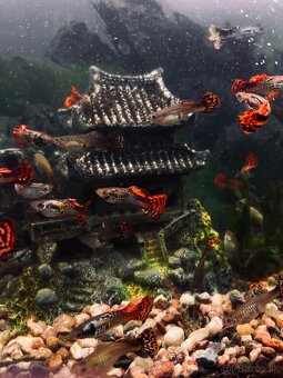 Gupka dúhová Vlastného odchovu - 3