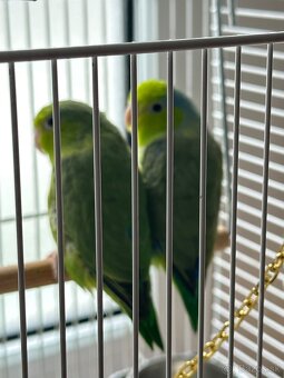 Papagáj forpus - 3