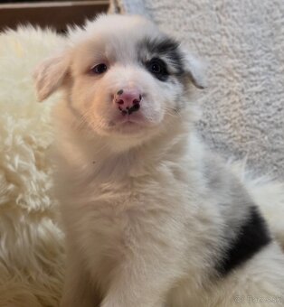 Border Collie, kólia - 3