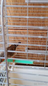 Zebrička,klietka - 3