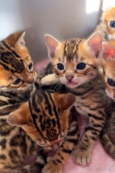 🐆 BENGÁLSKE MAČKY – 6 MESIACOV 🐆 - 3