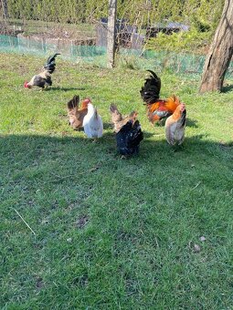 Chovny kmeň -Ayam serama - 3
