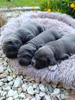 Cane Corso šteniatka - 3