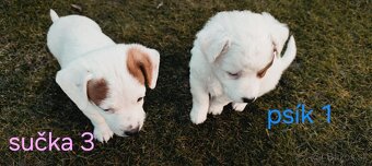 Darujem šteniatka - 3