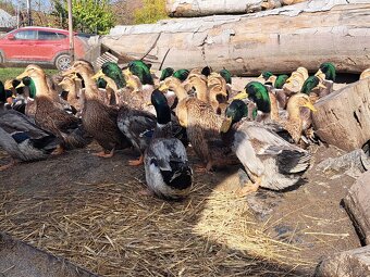 Ruánska kačica - 3