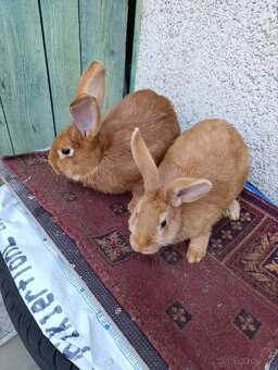 BURGUNDSKÉ králiky - 3