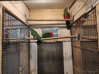 Papagáj kráľovský - 3