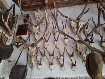 Zbierka parožia (trofeje) - parohy, parožie - 3