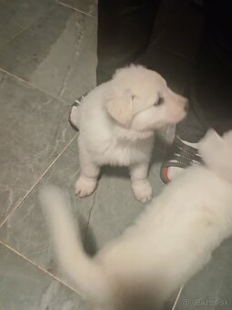 Biely švajčiarsky ovčiak - 3