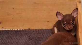 čivava - bračekovia - 3