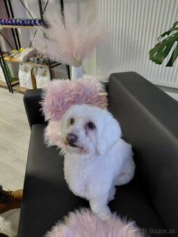 Nový Salón pre psov Lusi vo Svite. - 3