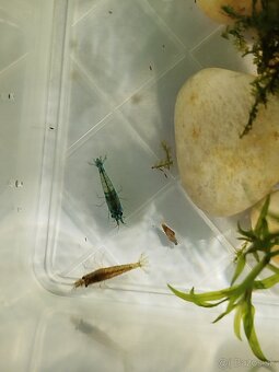 Balíček do akvária – mladé krevety + slimáky - 3