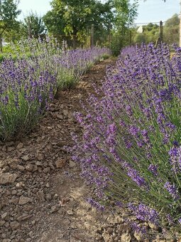 Sušená levanduľa - 3